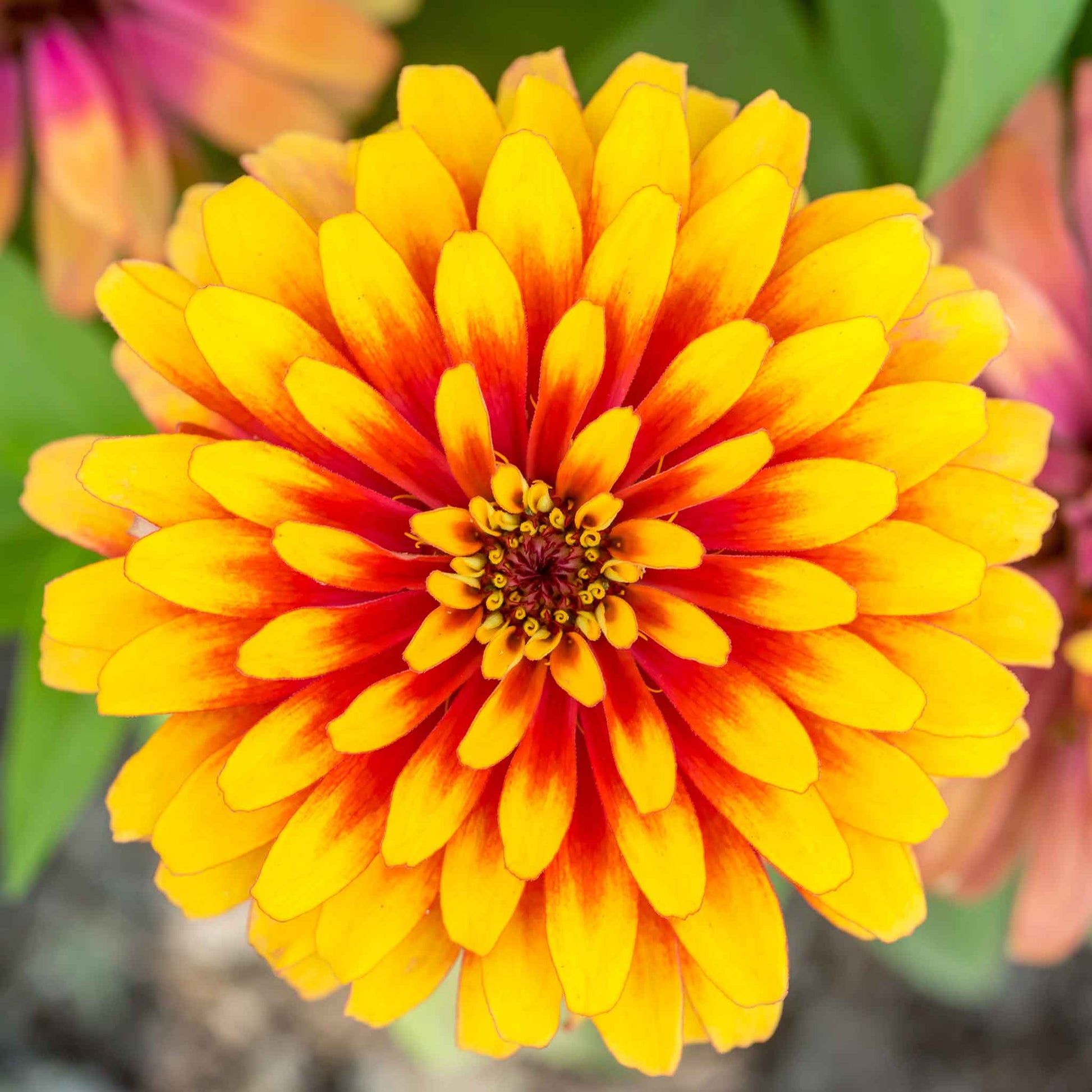 Bold zinnia swizzle scarlet yellow flower in bright bicolor on a garden backdrop