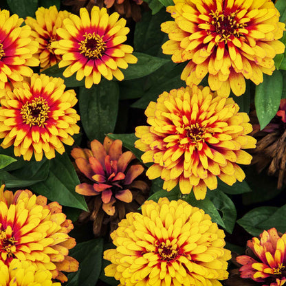 Vivid zinnia swizzle scarlet yellow bicolor flower on a bright natural garden backdrop