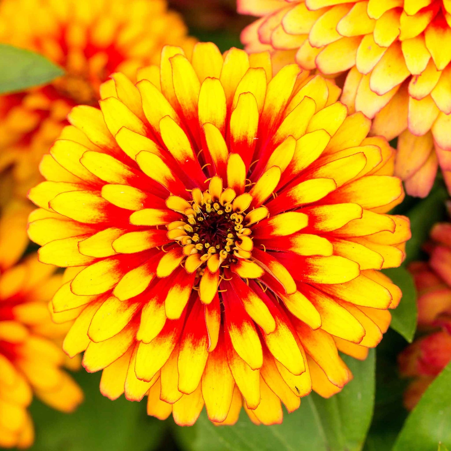 Close-up of zinnia swizzle scarlet yellow bicolor blooms on a garden backdrop