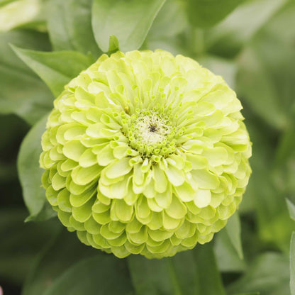 Close-up of zinnia tequila lime flower in pale green on a natural garden backdrop