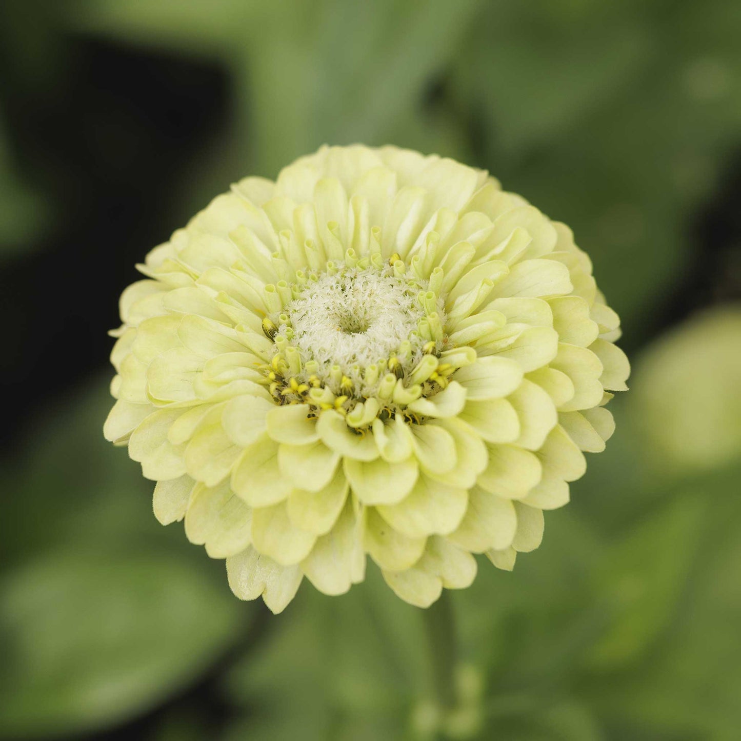Bright colorful zinnia tequila lime flowers on a natural outdoor garden backdrop
