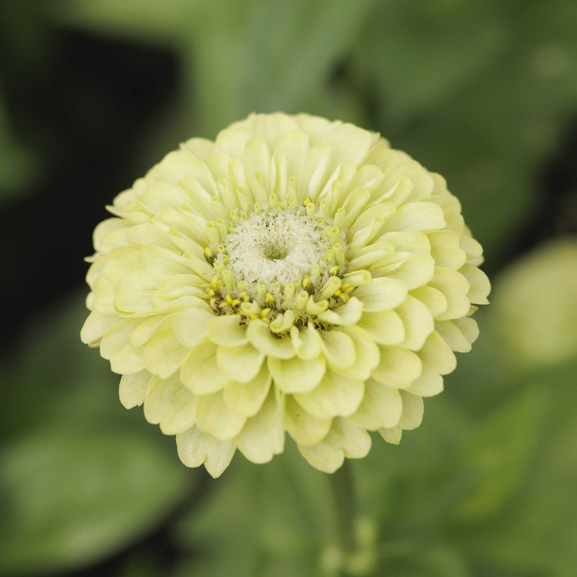 Bright colorful zinnia tequila lime flowers on a natural outdoor garden backdrop