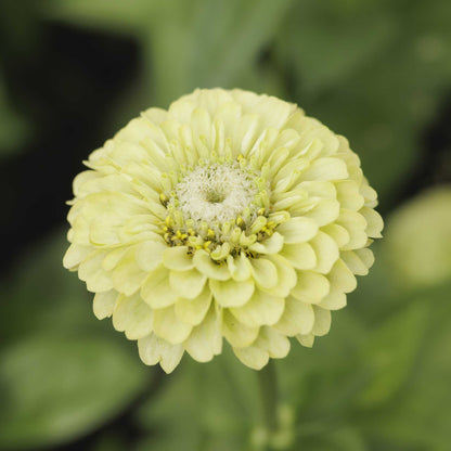 Bright colorful zinnia tequila lime flowers on a natural outdoor garden backdrop