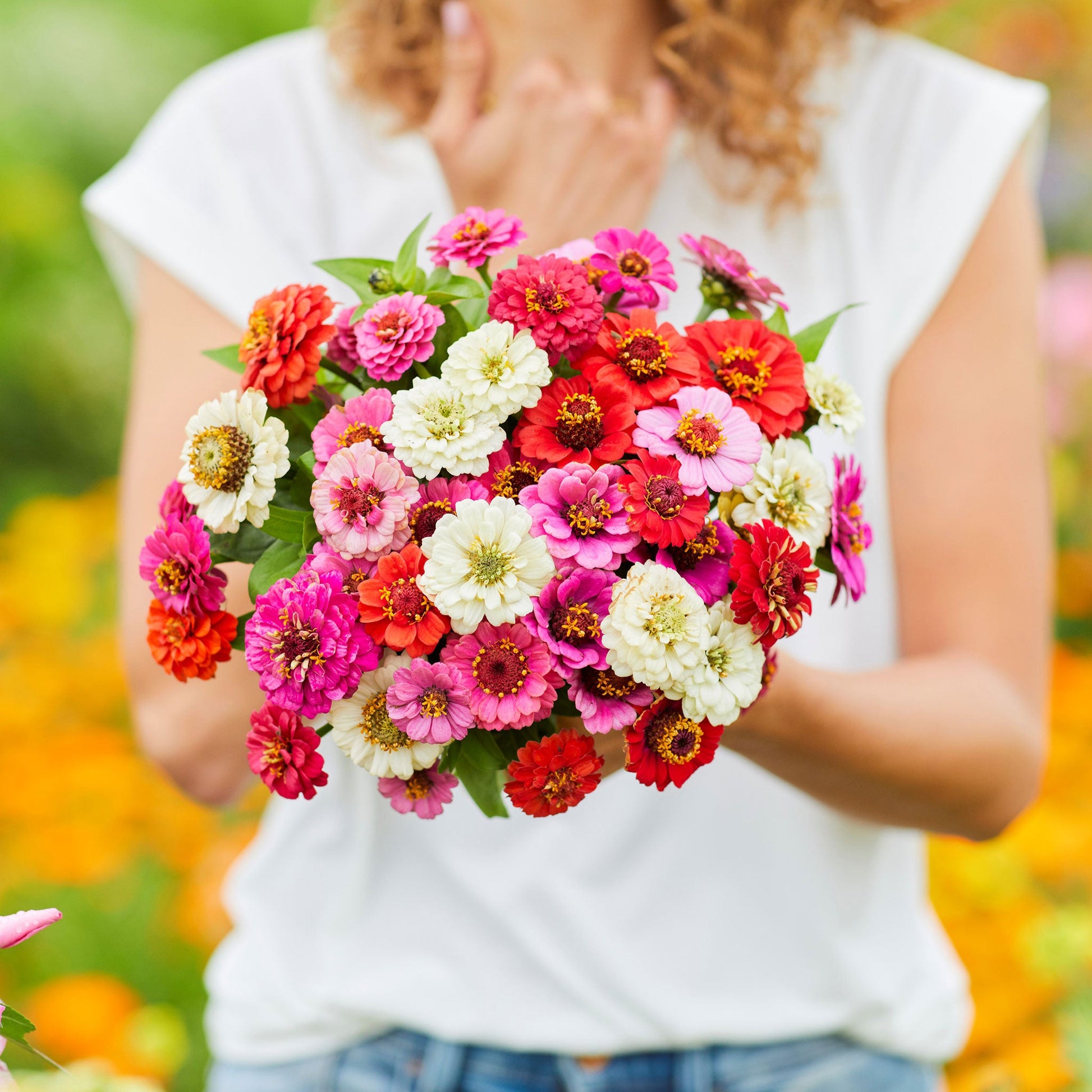 Multiple vibrant colored zinnia thumbelina dwarf blooms on a sunny garden background