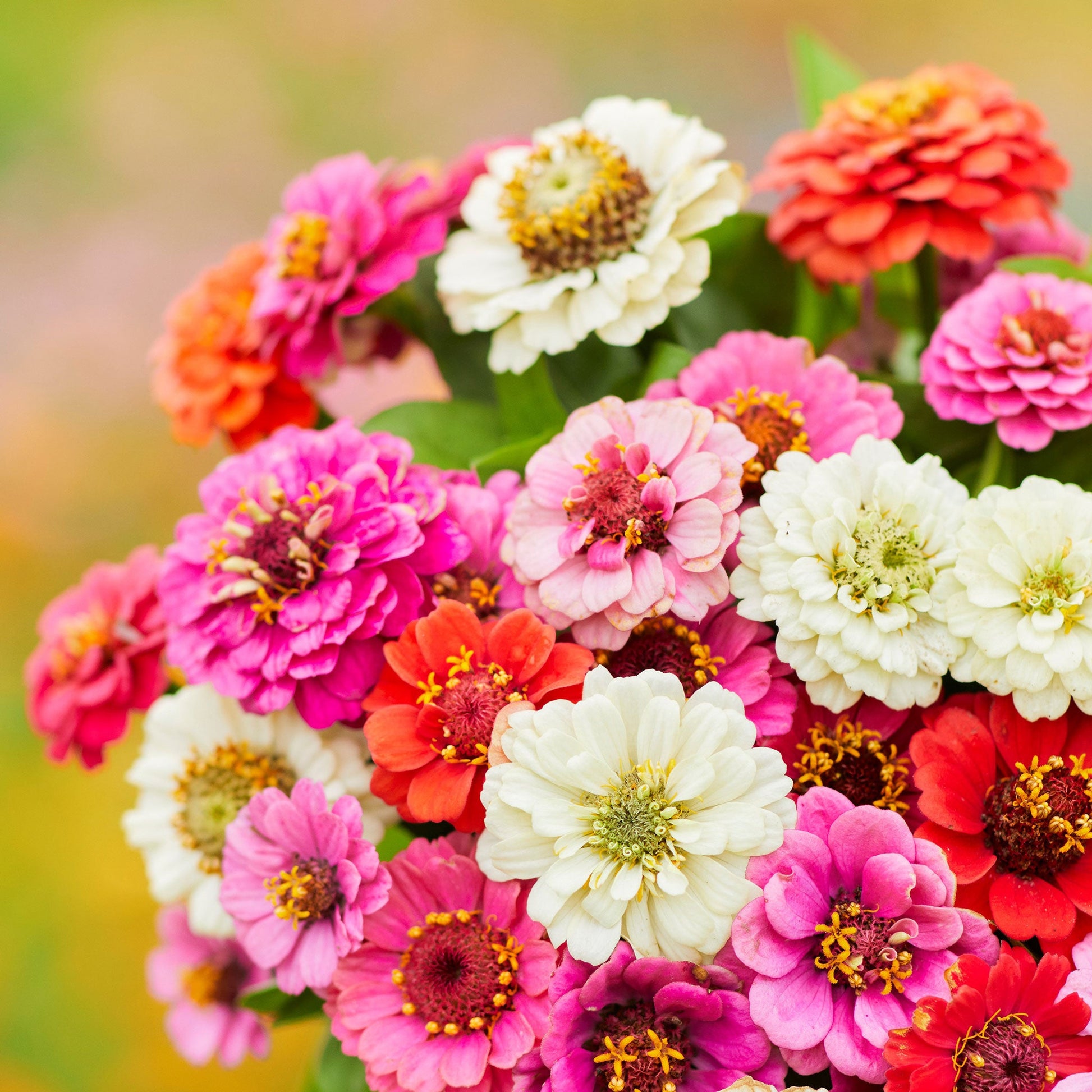 Colorful small zinnia thumbelina flowers in mixed shades on a natural green backdrop