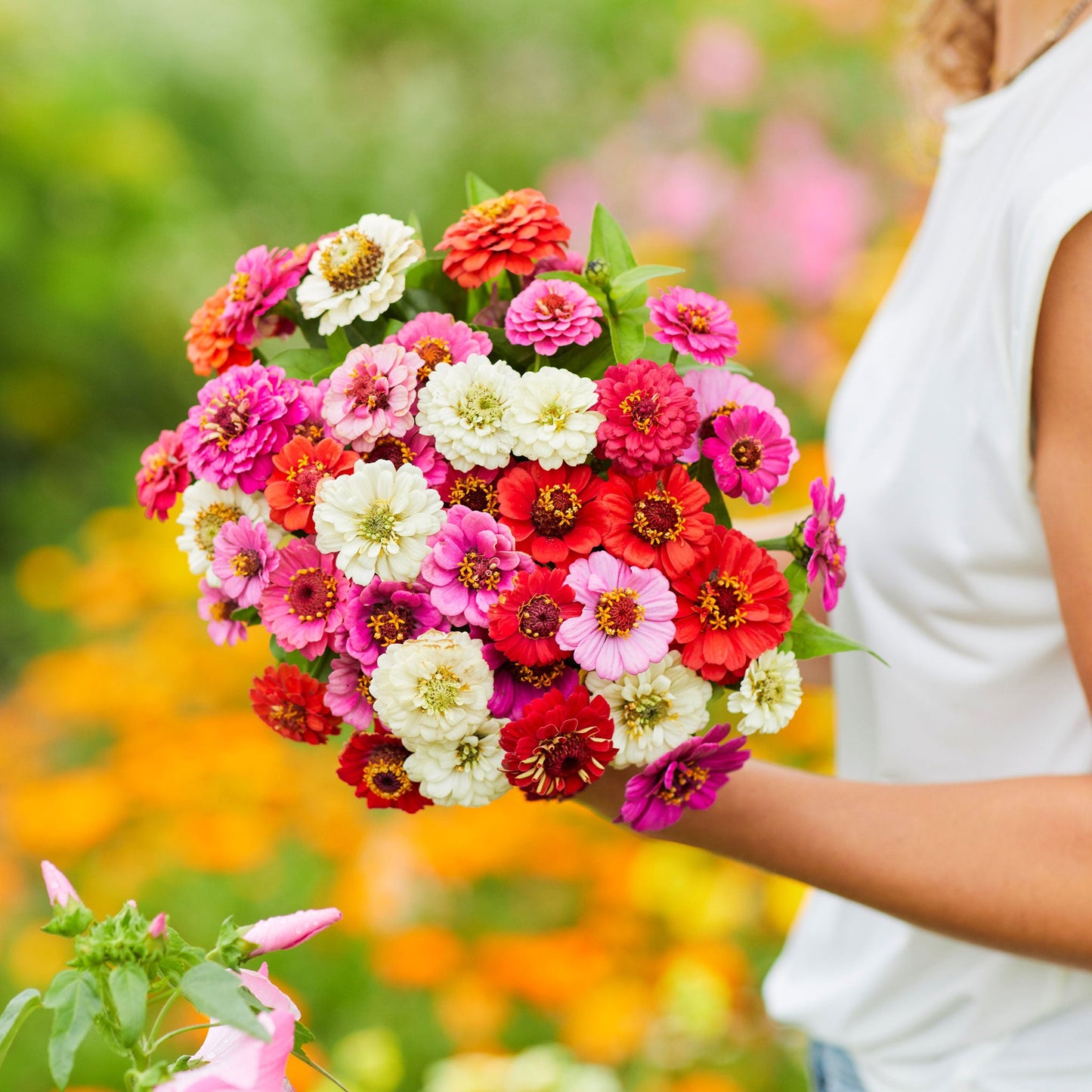 Colorful multi-layered zinnia thumbelina blooms on a bright outdoor garden backdrop