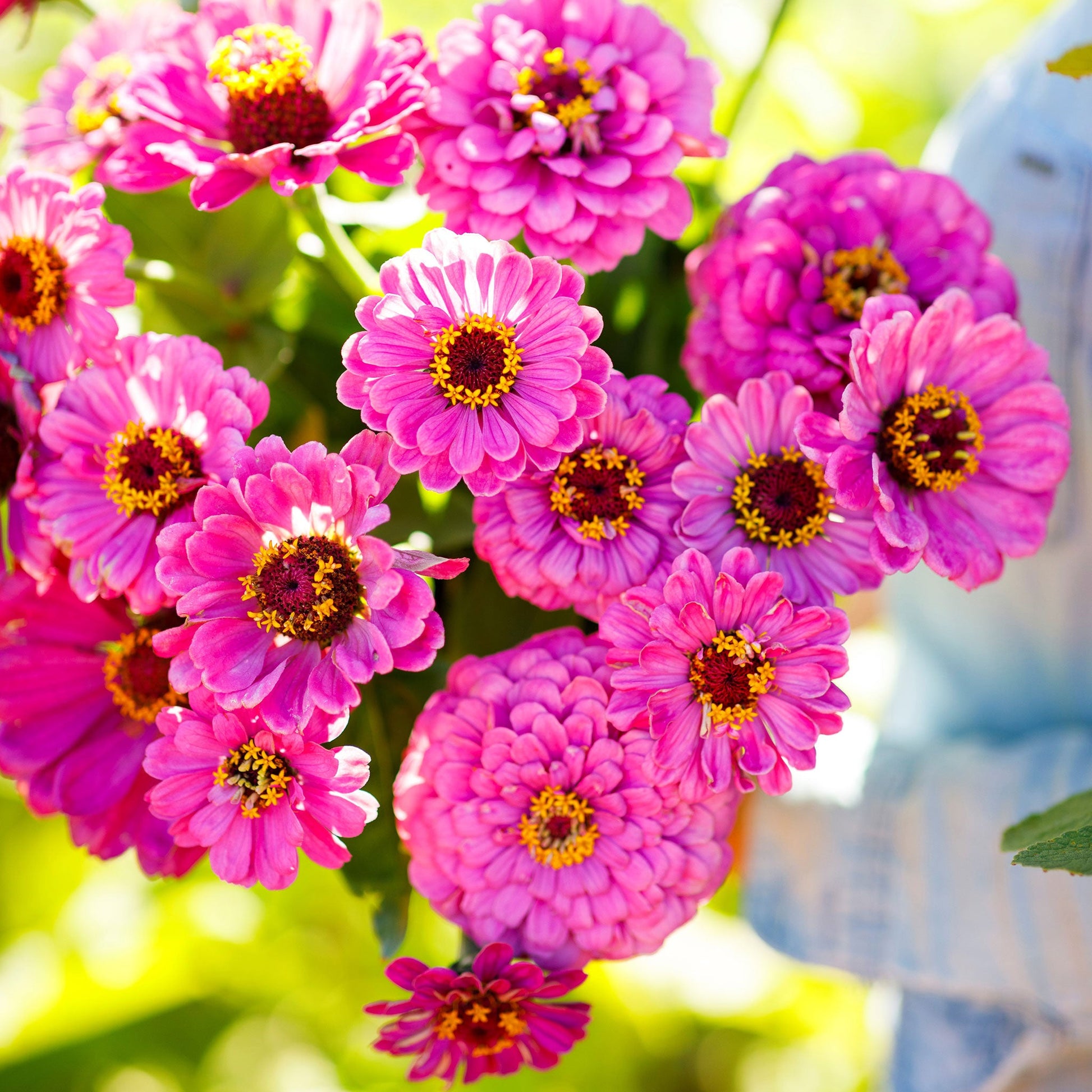 Vivid magenta zinnia violet queen flowers in full bloom on a natural garden backdrop