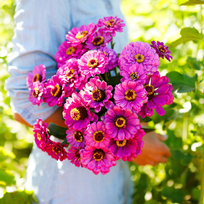 Cluster of deep violet zinnia violet queen flowers on a lush green background