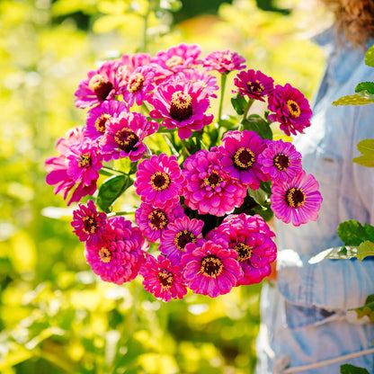 Cluster of deep violet-purple zinnia violet queen blooms on a light garden backdrop