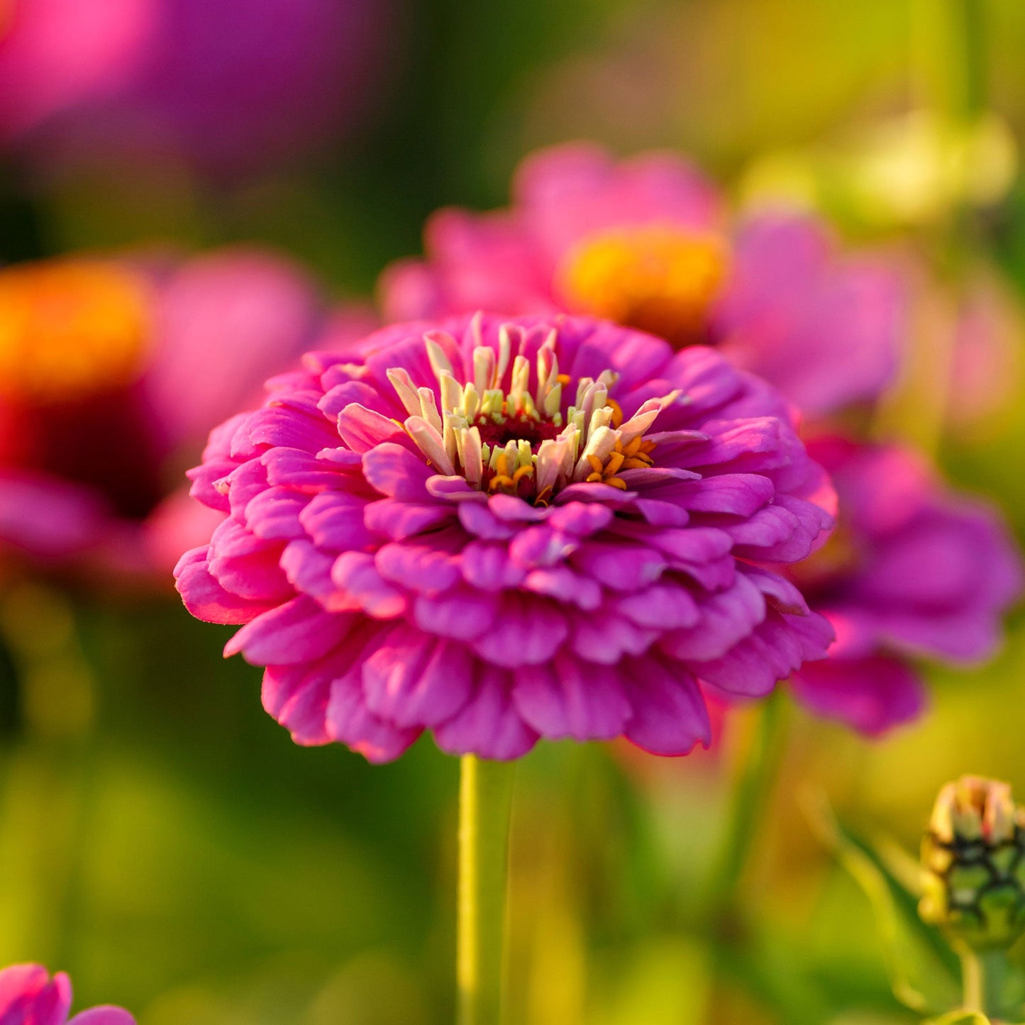 Deep purple-pink zinnia violet queen blooms in a cluster on a green garden background