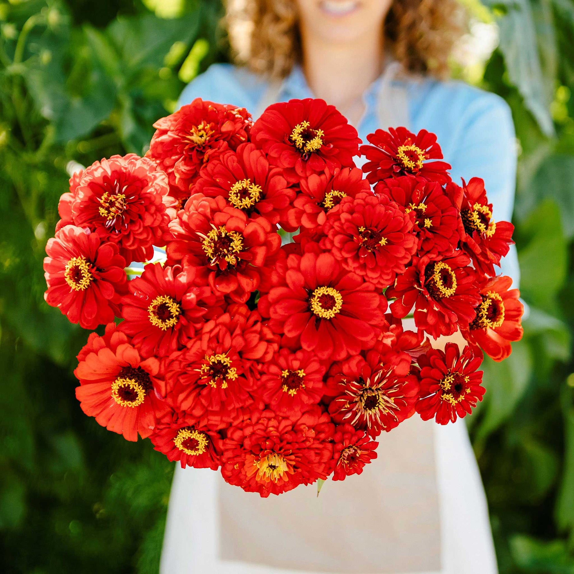 Vibrant fully bloomed zinnia will rogers in rich red on a blurred garden background