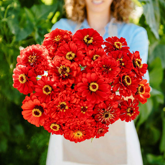 Vibrant fully bloomed zinnia will rogers in rich red on a blurred garden background