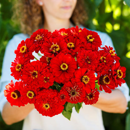 Close-up of zinnia will rogers flower in bold red on a soft green outdoor backdrop
