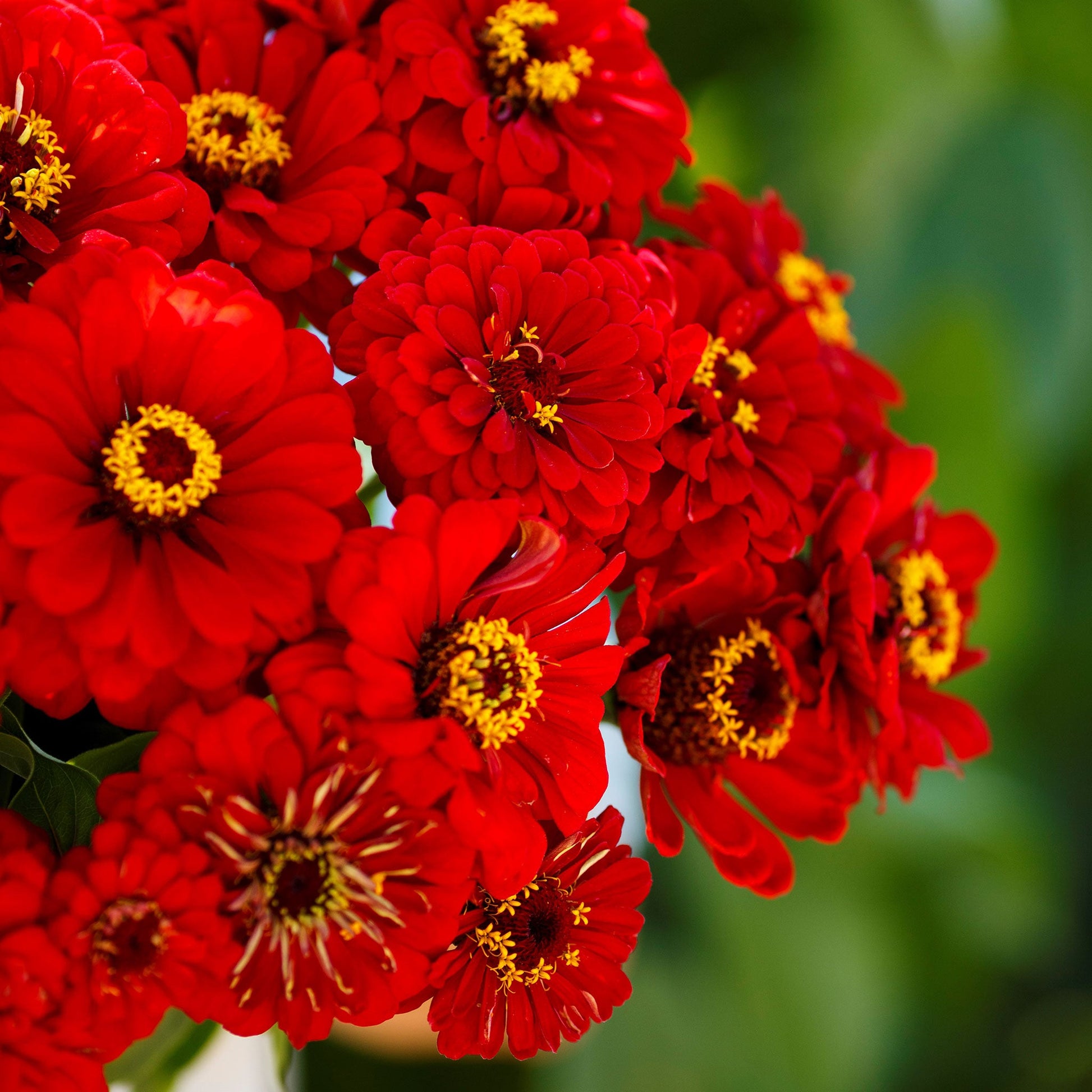 Single fully bloomed zinnia will rogers in bright red on a blurred garden backdrop