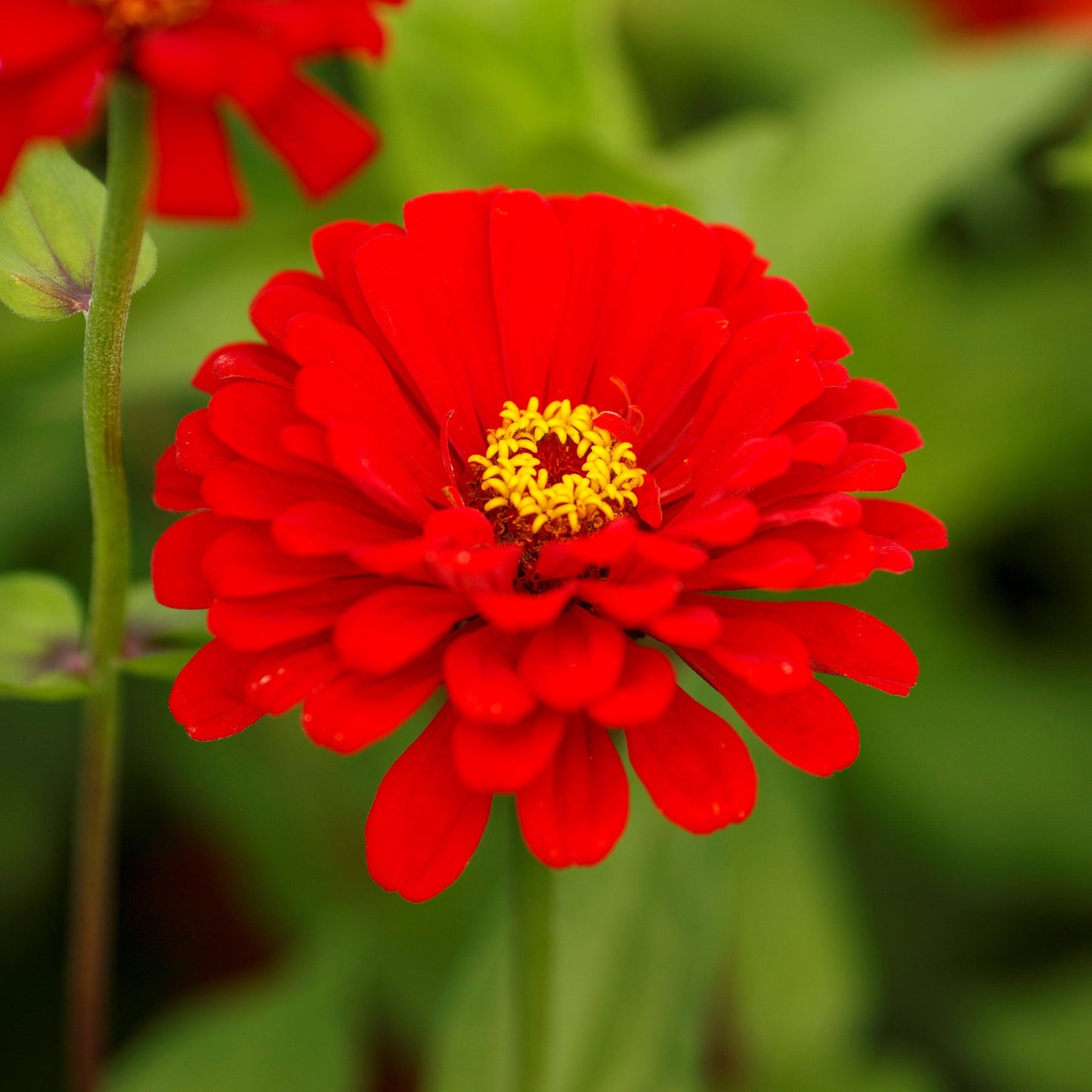Bright red zinnia will rogers flowers in close-up on a natural garden background