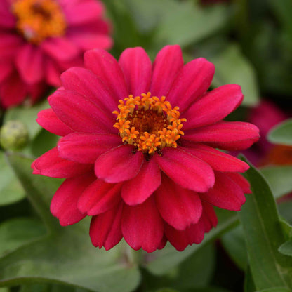 Bright cherry zinnia zahara double cherry flowers on a bright garden backdrop