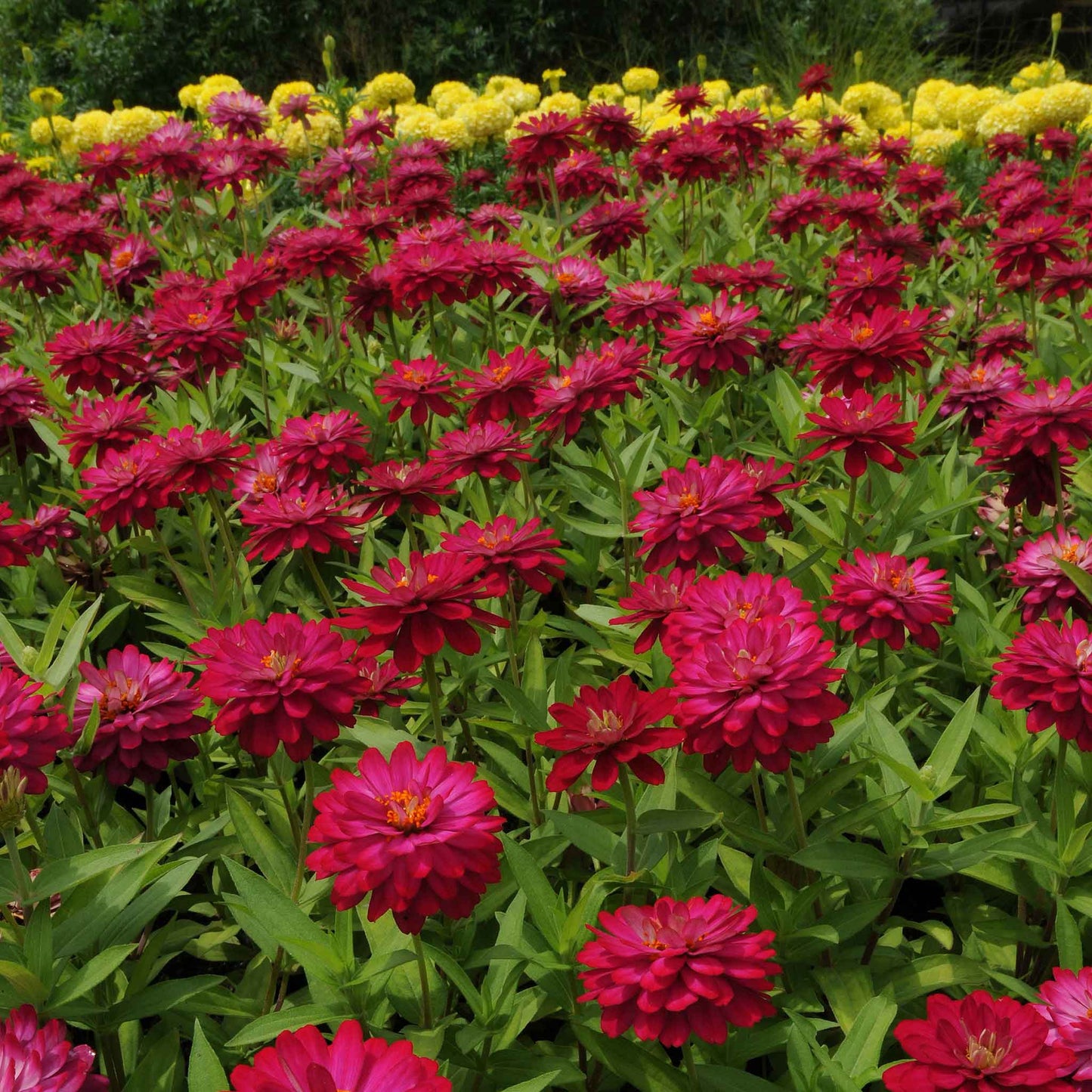 Close-up of bright cherry-red zinnia zahara double cherry on a garden backdrop