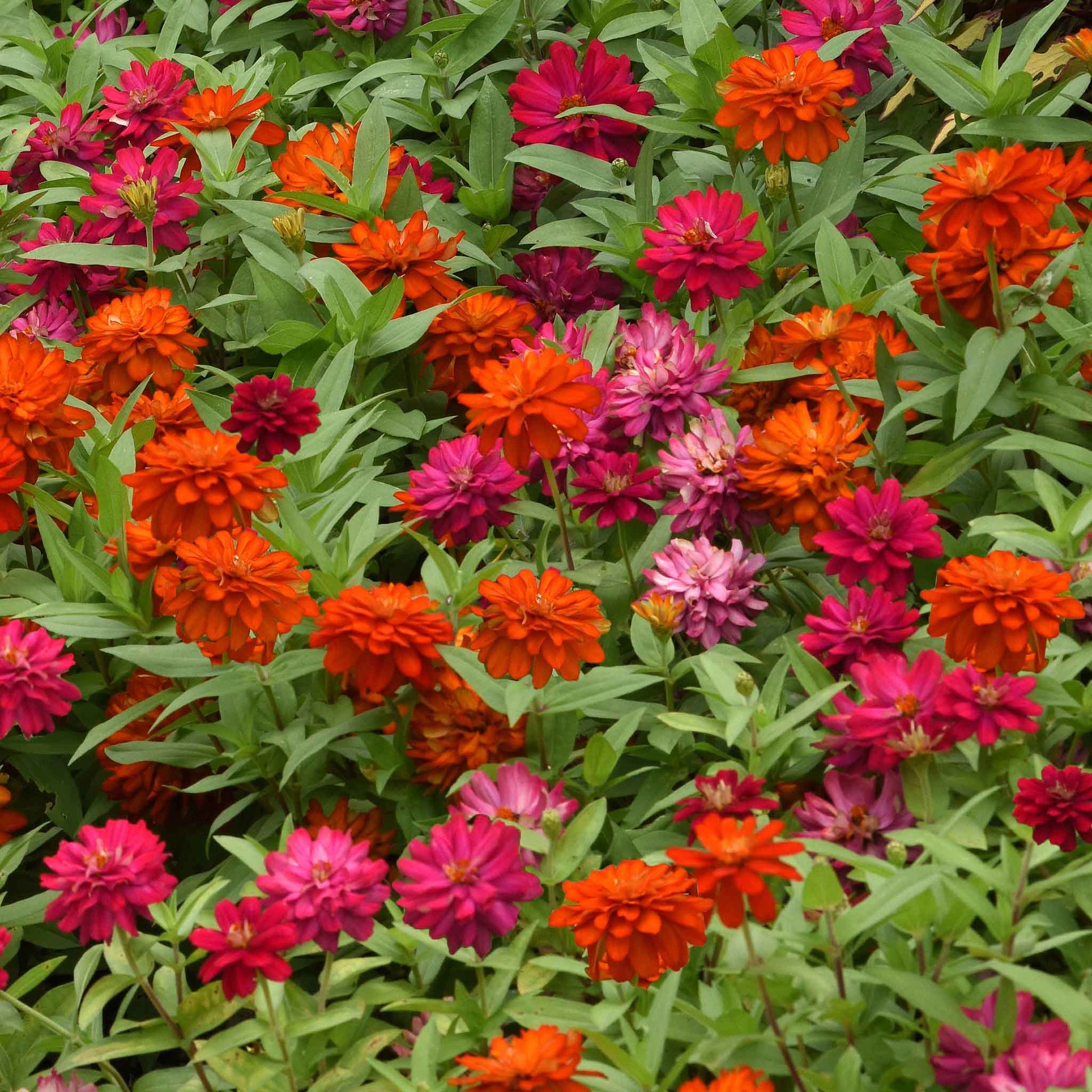 Vibrant red and orange zinnia zahara double cherry double fire on a garden backdrop