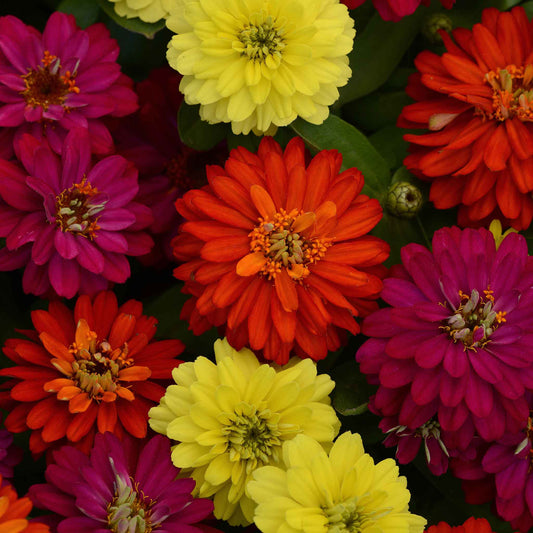 Colorful zinnia zahara double mix brilliant flowers on a bright natural garden backdrop