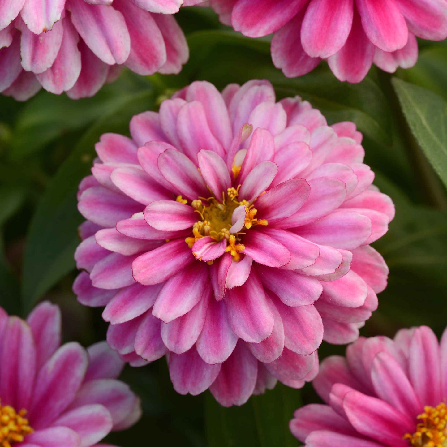 Close-up of zinnia zahara raspberry ripple in deep pink on a natural garden backdrop