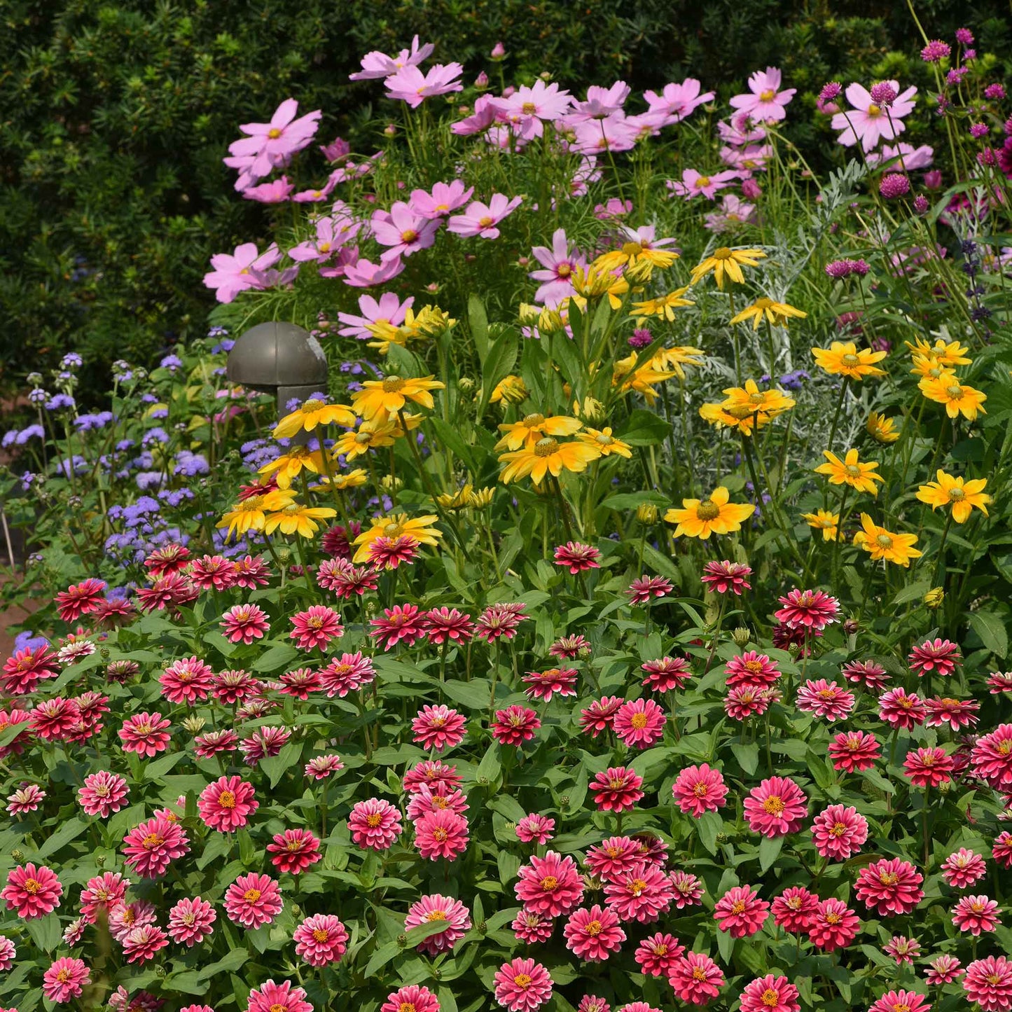 Zinnia zahara raspberry ripple flowers in a mixed garden field on a bright backdrop