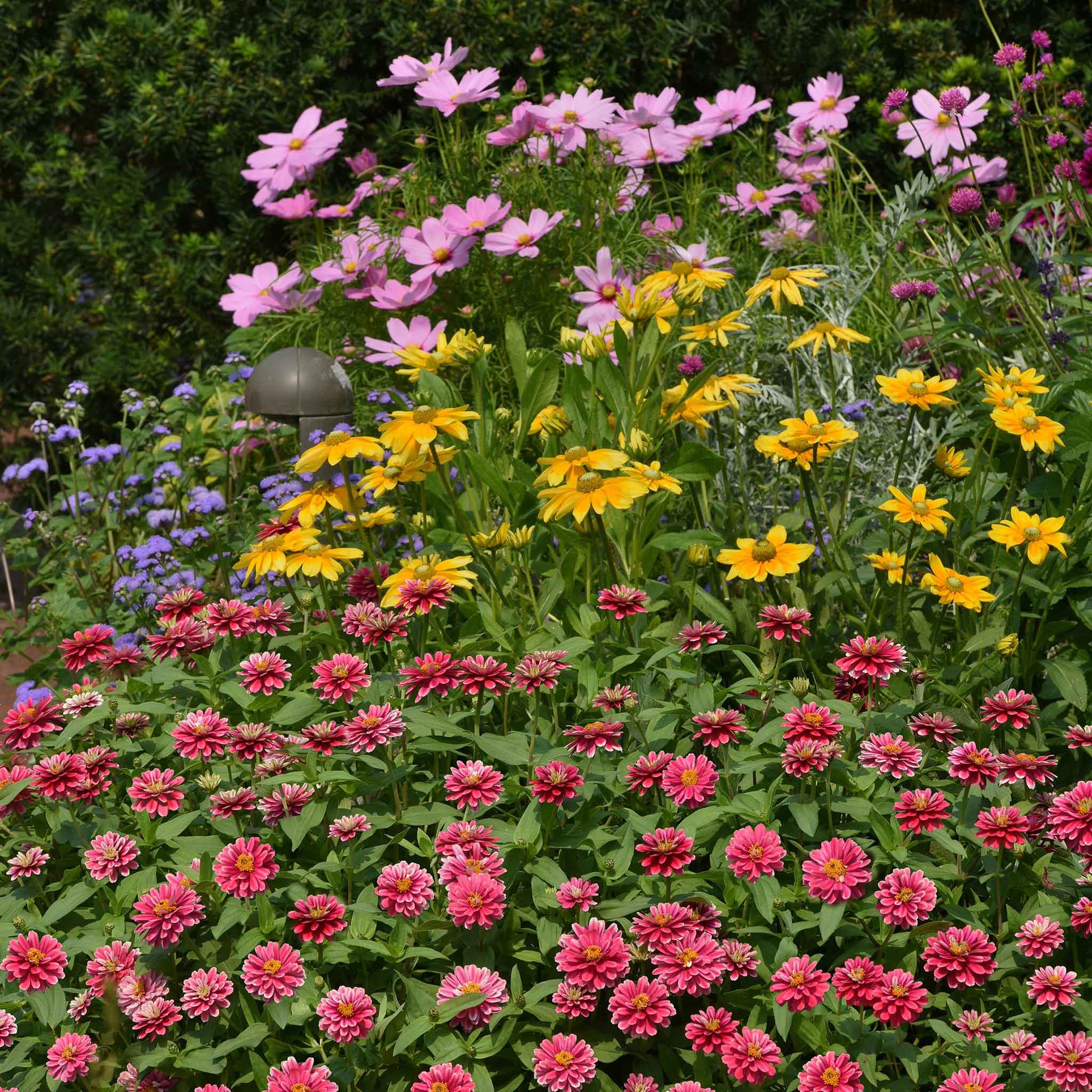 Zinnia zahara raspberry ripple flowers in a mixed garden field on a bright backdrop