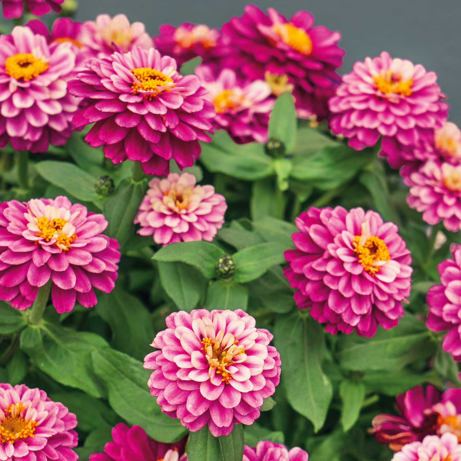 Zinnia zahara double raspberry ripple in bright pink on a sunny garden backdrop