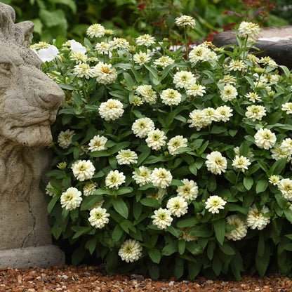 Pure white double-flowered zinnia zahara double white clusters on a garden backdrop