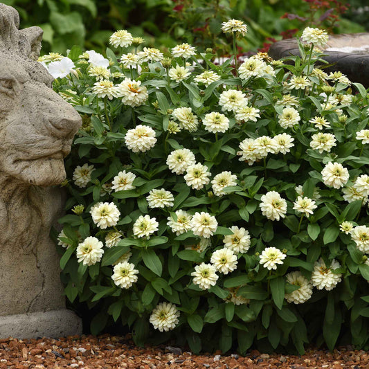 Pure white double-flowered zinnia zahara double white clusters on a garden backdrop