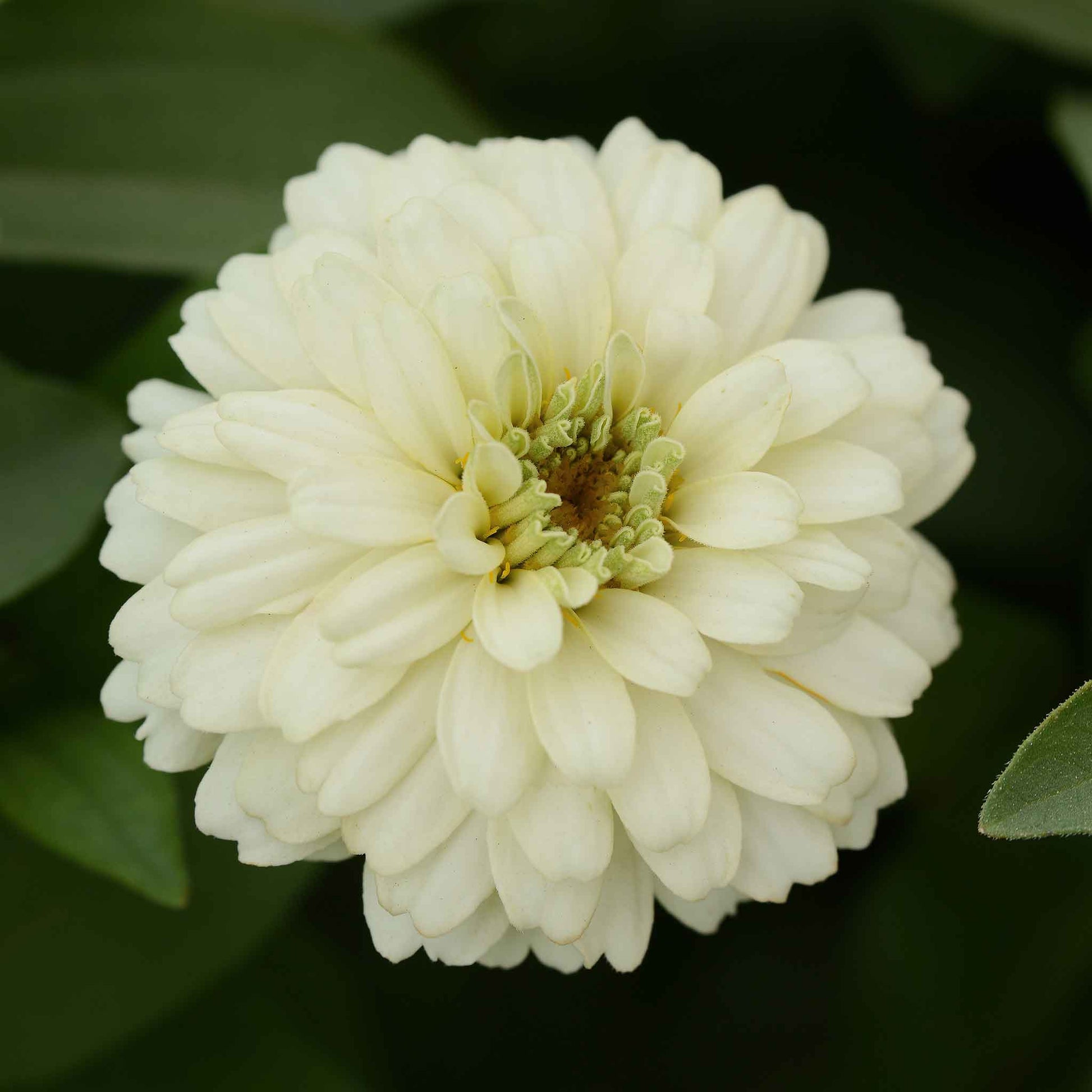 Close-up of zinnia zahara double white flowers on a natural garden green backdrop