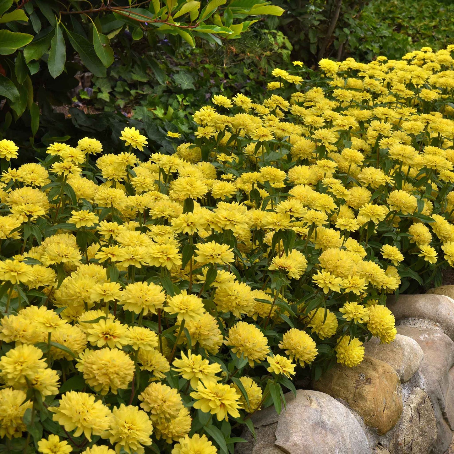 Bright yellow fully double zinnia zahara double yellow on a garden green backdrop