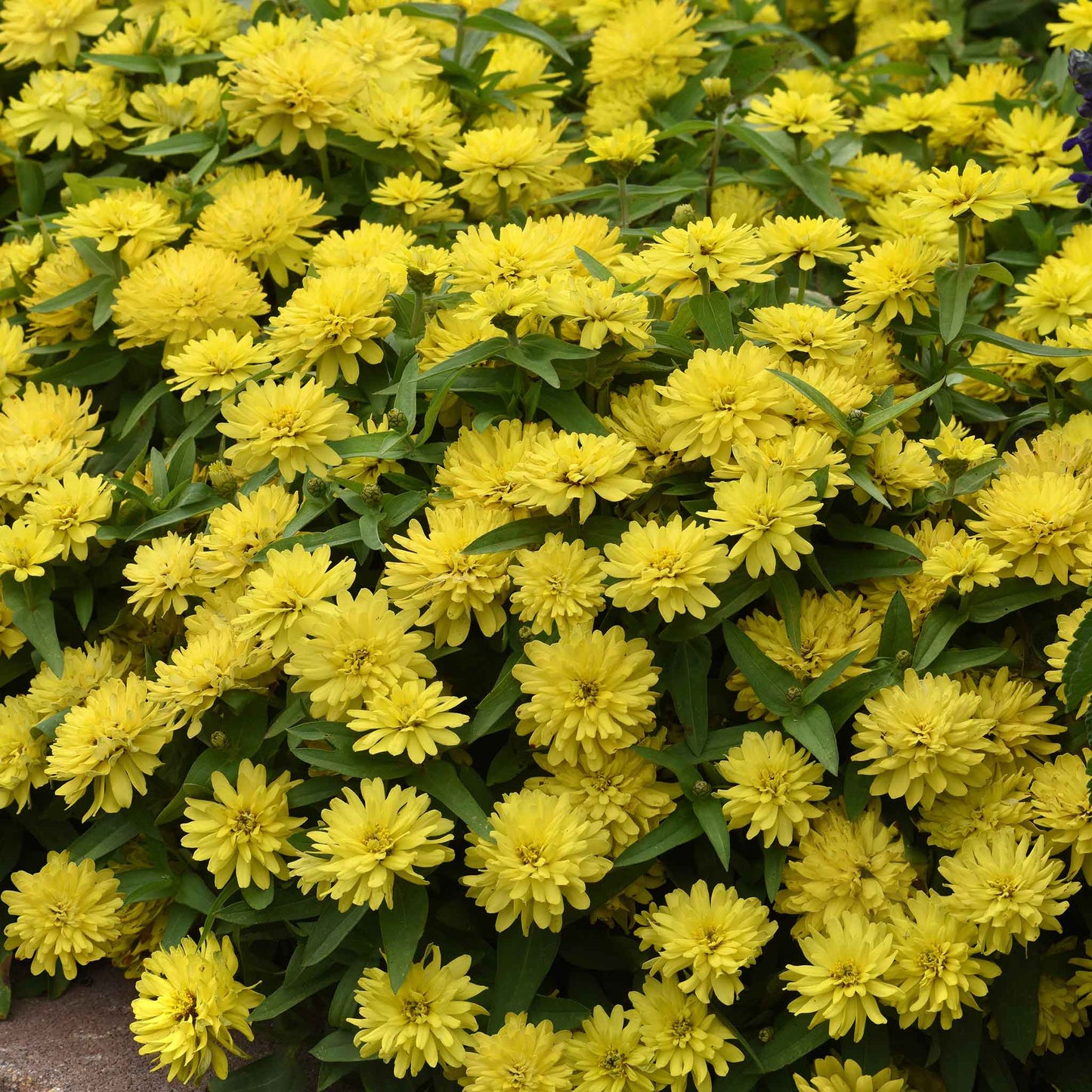 Close-up of bright yellow double-flowered zinnia zahara double yellow on a garden backdrop