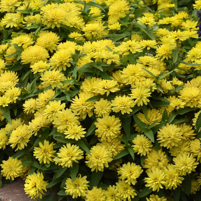 Close-up of bright yellow double-flowered zinnia zahara double yellow on a garden backdrop