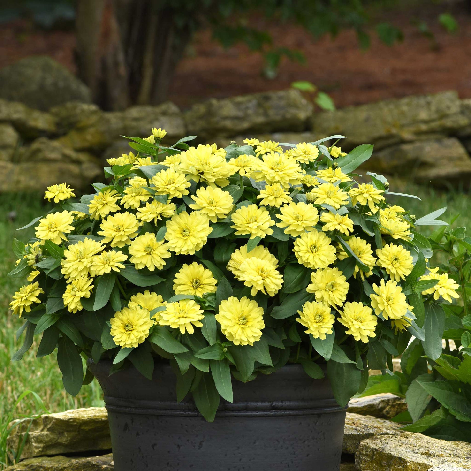 Vibrant yellow zinnia zahara double yellow flowers on a natural garden backdrop