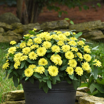 Vibrant yellow zinnia zahara double yellow flowers on a natural garden backdrop
