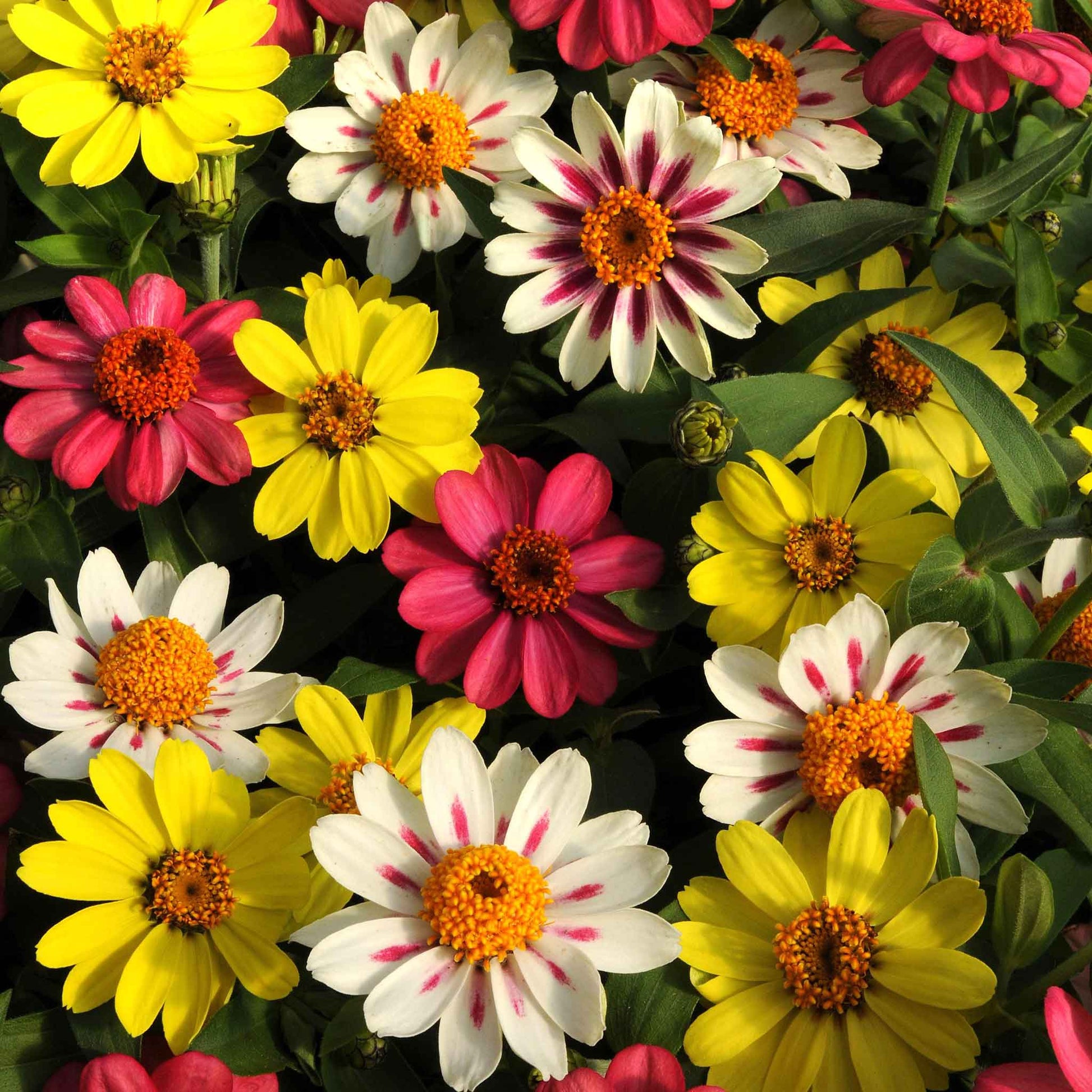 Mix of zinnia zahara raspberry lemonade flowers in pink and yellow on a garden backdrop