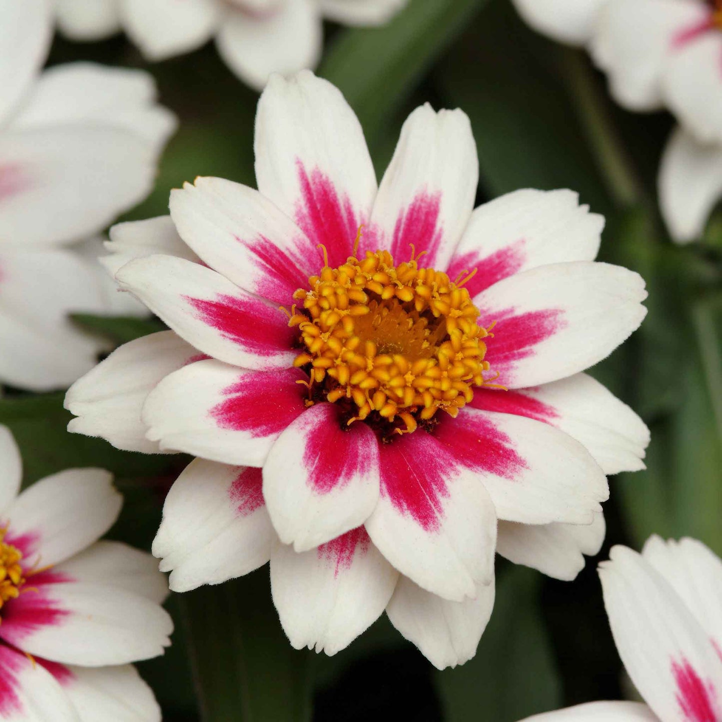 Close-up of a Zinnia zahara starlight rose flower with white petals and a pink-streaked center.
