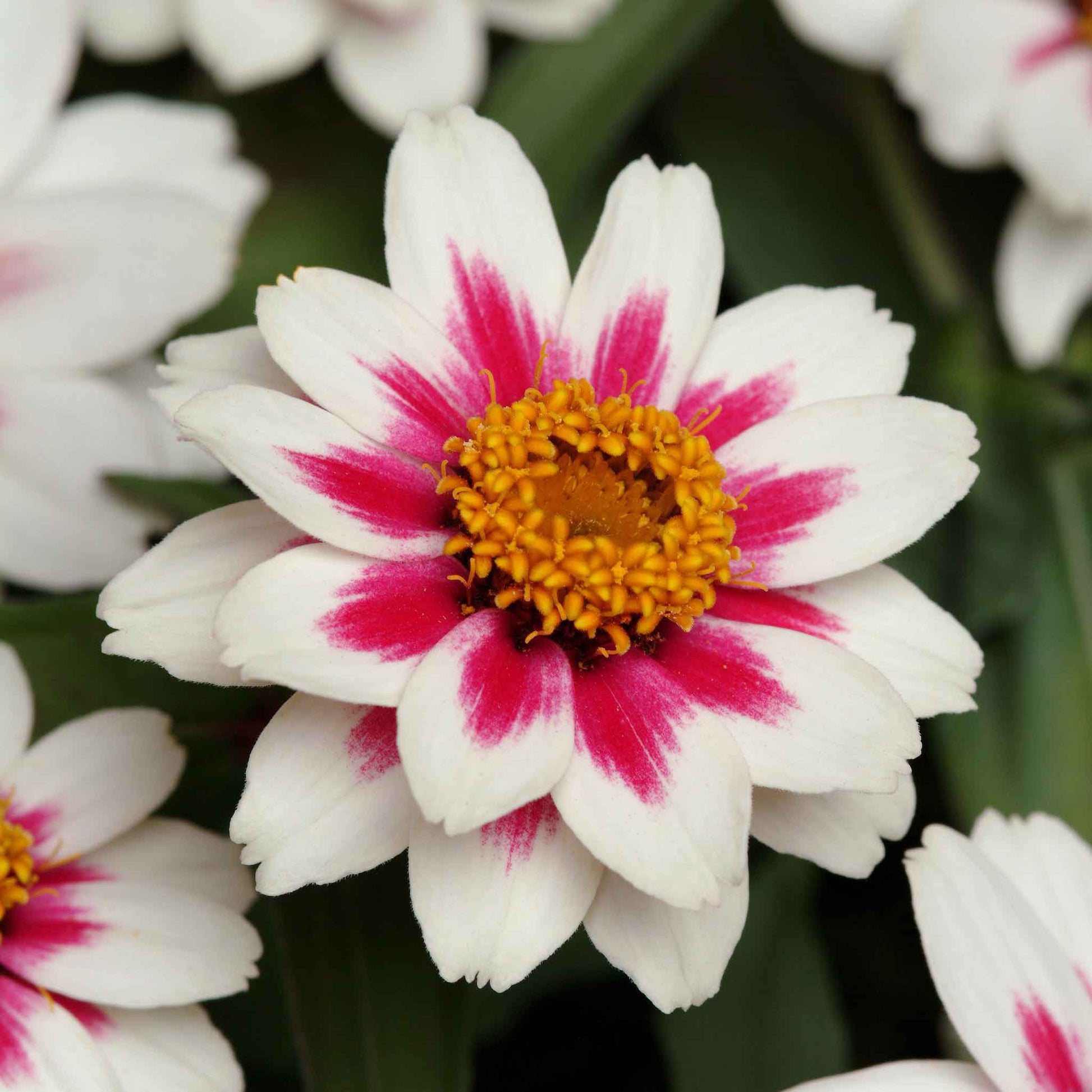 Close-up of a Zinnia zahara starlight rose flower with white petals and a pink-streaked center.