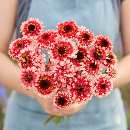A person holding a bouquet of zinderella fizz zinnia flowers in a garden setting.