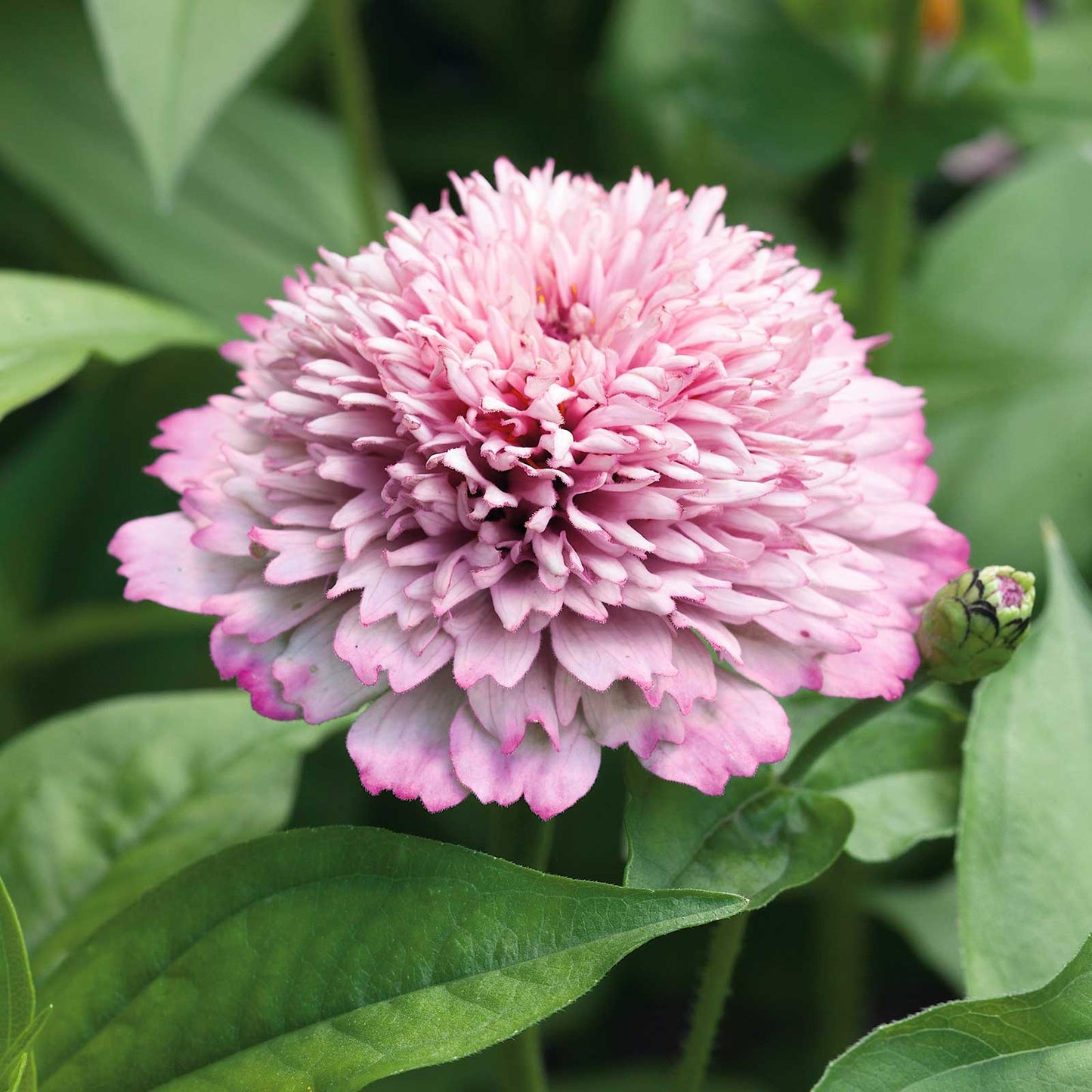 Unique zinnia zinderella lilac flower in pink-lilac tones on a natural garden backdrop