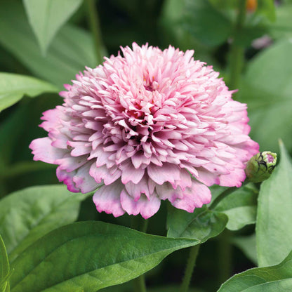 Unique zinnia zinderella lilac flower in pink-lilac tones on a natural garden backdrop