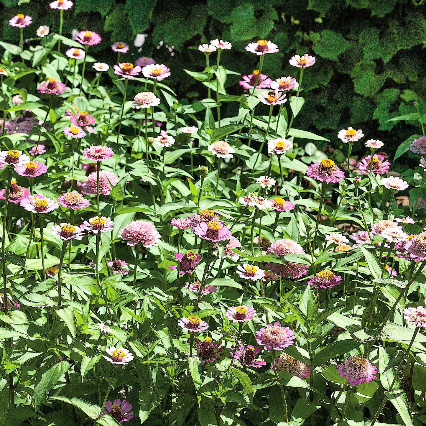 Close-up of zinnia zinderella lilac flowers in soft purple on a green garden backdrop