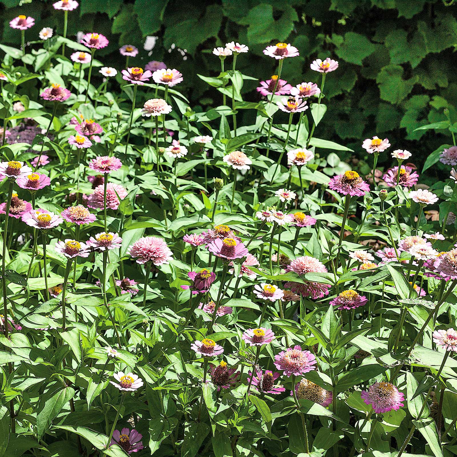 Close-up of zinnia zinderella lilac flowers in soft purple on a green garden backdrop