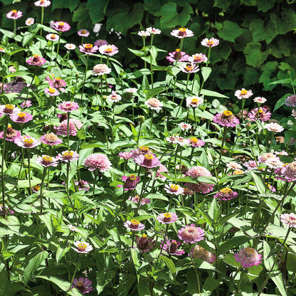 Close-up of zinnia zinderella lilac flowers in soft purple on a green garden backdrop