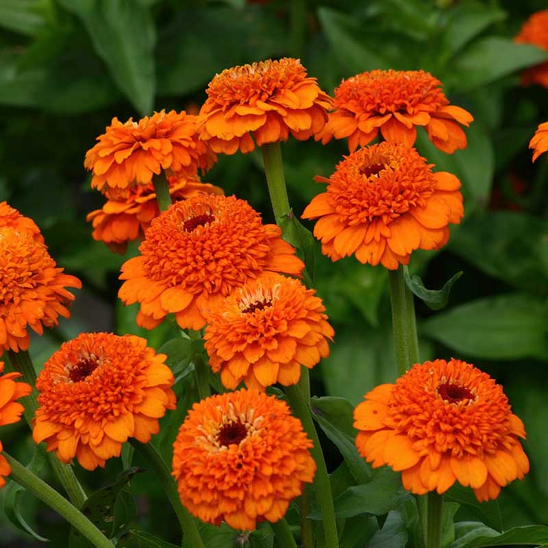 Orange and pink bicolor zinnia zinderella orange flower on a bright garden backdrop