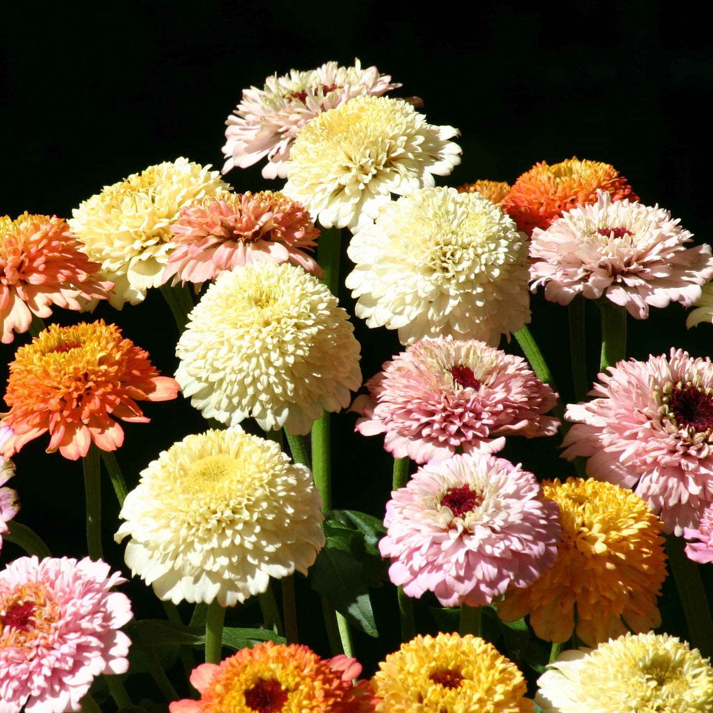 Close-up of zinnia zinderella pastels in soft mixed pastel tones on a garden backdrop