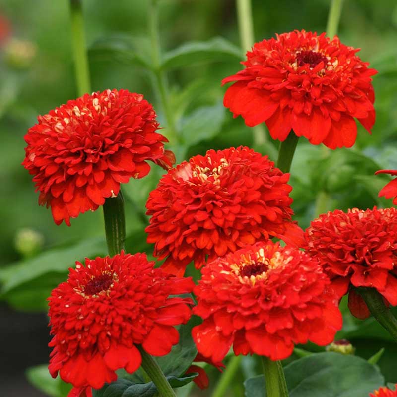 Vibrant red zinnia zinderella red flowers in close-up on a natural garden backdrop