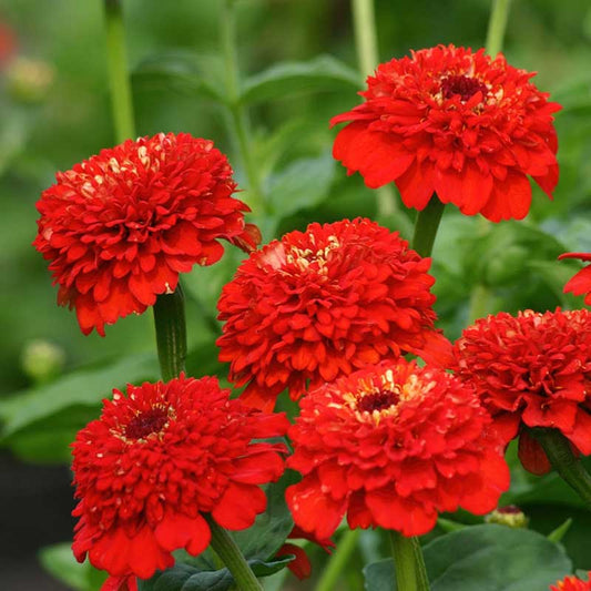 Vibrant red zinnia zinderella red flowers in close-up on a natural garden backdrop