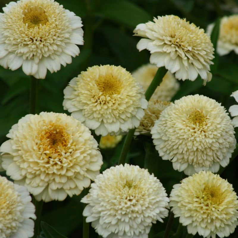 White zinnia zinderella white flower with ruffled petals on a garden green backdrop
