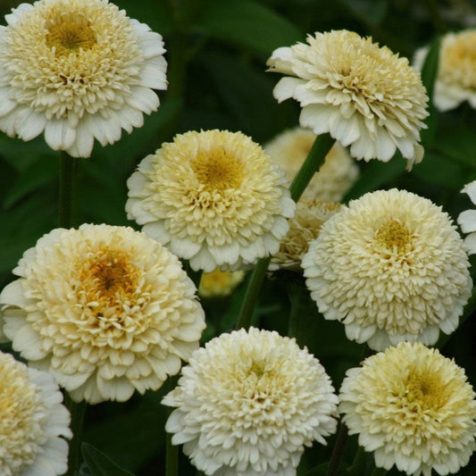 White zinnia zinderella white flower with ruffled petals on a garden green backdrop